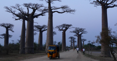 Capture Baobabs of Madagascar