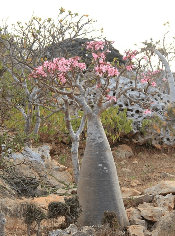 Bottle Tree (Socotra, Yemen)